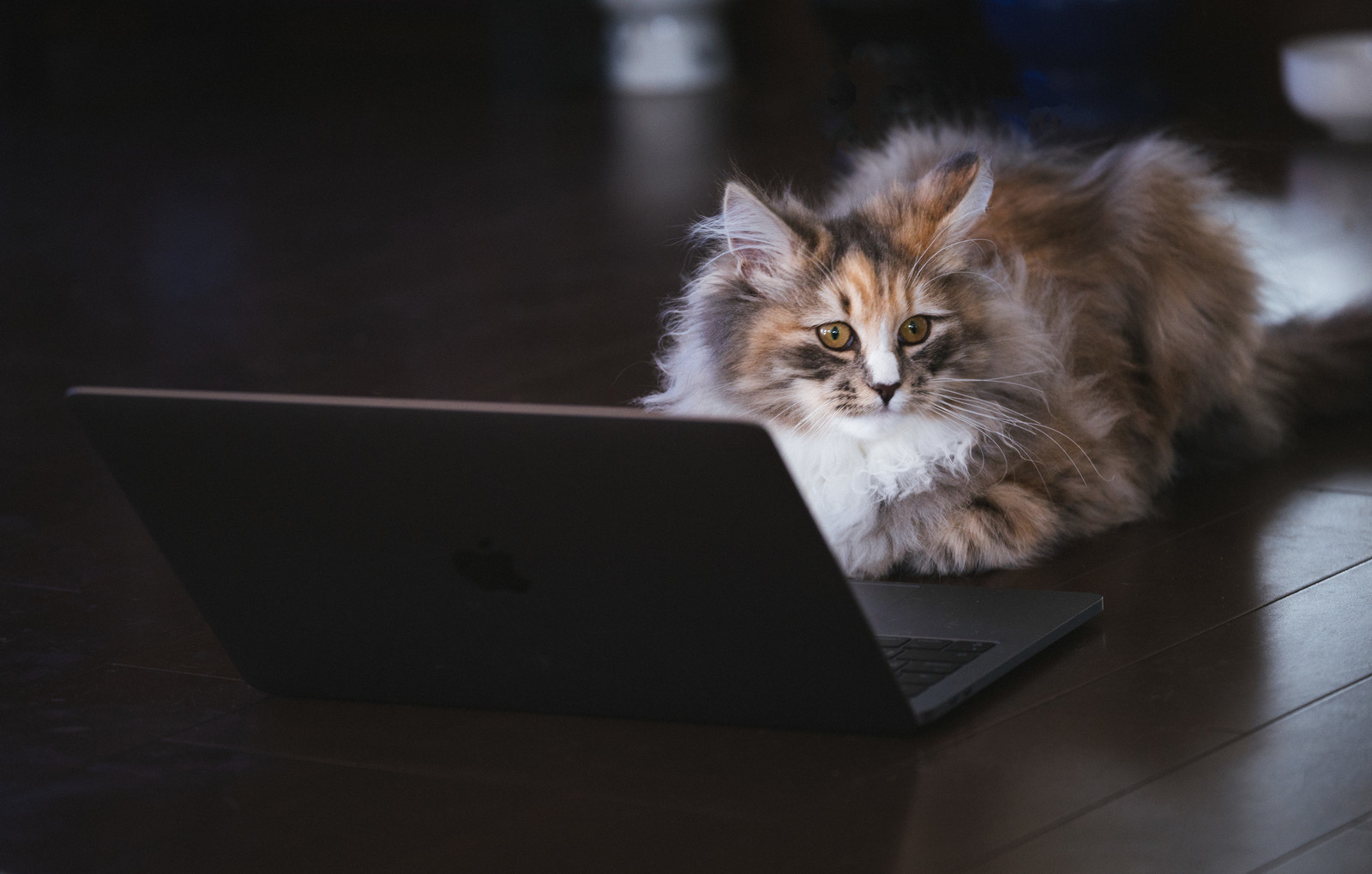 ネット検索で考える猫